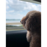 Angel Loves Animals!