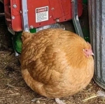 Batch O Chicken's