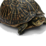 SAVE THE TURTLES PLZZZ
