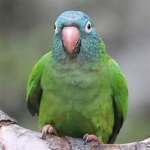 -Birdies- BFF!
