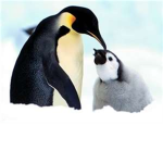 Penguins Rule!!!