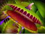 Plant group chomper