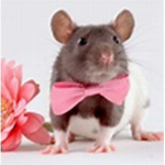 Rapid rats!