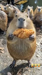 slurpburp