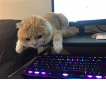 monkyay