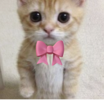 El Ejército De Gatos :)