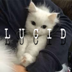 ク Lucid