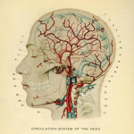"cerebrum"