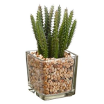 CACTUS GROUP LMAO