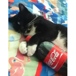 The kitten fan group (kitten fan only)