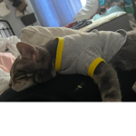Cat doy