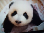 Panda needs love and all the animals