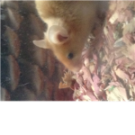 I love mice!