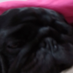 LUV PIGGY JOIN DIS