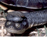 Frog soilders