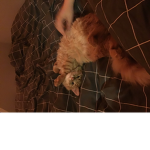 RUBUX flamingo fan