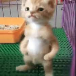 cat world