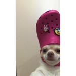Join the doggys!!!