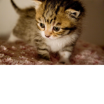 Cat Are really Awsome Group