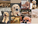 doggo1414*
