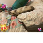 Cats club wow