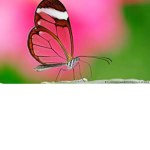 butterfliesbutterfly