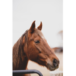 Misty Medows Farm Group