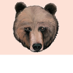 Big bear Squad