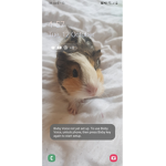Roblox guinea pig squad