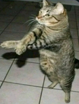 Fasito rico