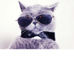 Cool Cat Clothing (CCC)