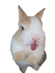 K9IR