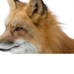 Fox army troops