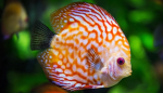 Fischerei