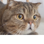 Cat Buddies on Roblox