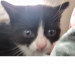 Enid fam