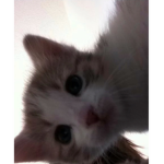 Ace's kittens