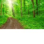 Green Forest Stables