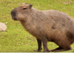 {Capybaras}