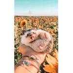 Sunny Hedgehogs