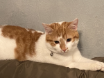 CAT GANG!!!!!!!!!!!!!!!!!!!!!!!!!