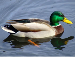 Duck_waddle