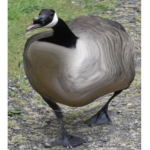 FatGoose1000