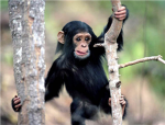 The epic monkey