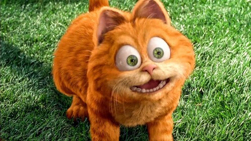orange cat
