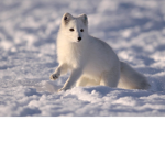@rctic Fox Club