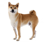SHIBA INU HUSKY