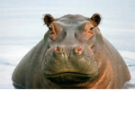 Team Hippo Forever