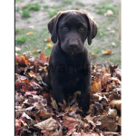 Puppy place for joy