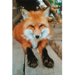 My Foxy Group [read dis]
